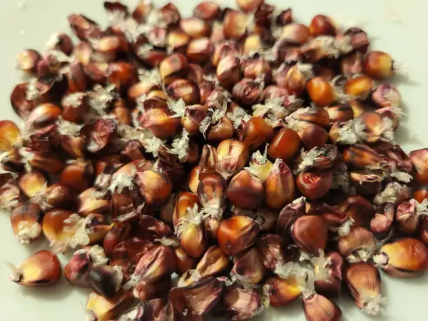 Mais: Zuckermais "Sweet Red"