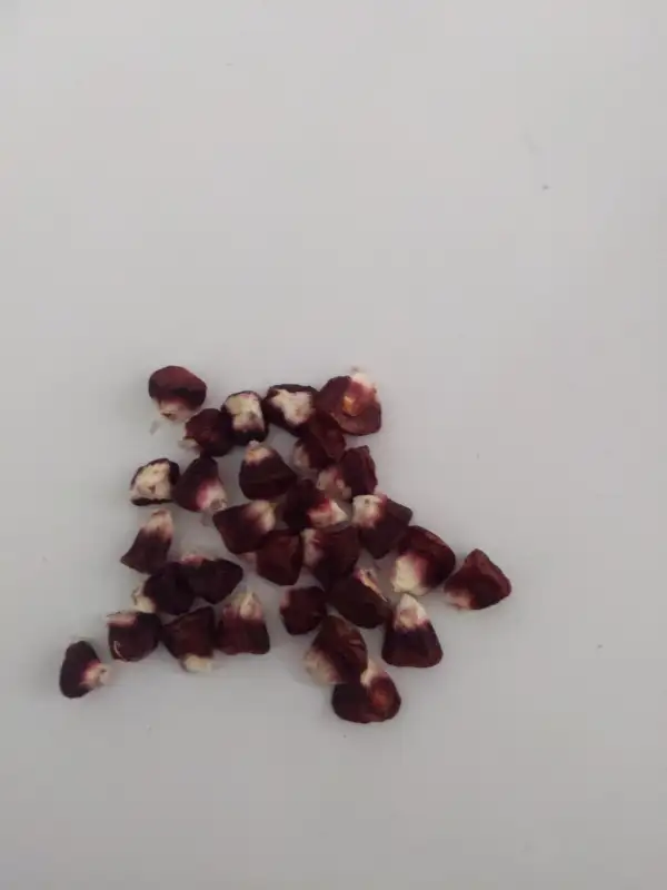 Mais: Zuckermais Sweet Red