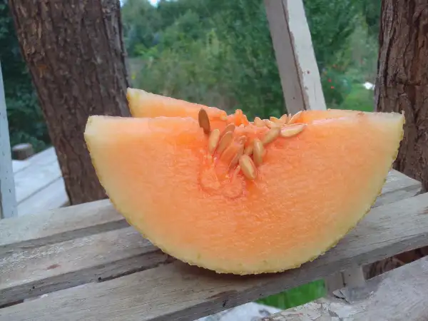Melonen: Zuckermelone Waikiki - Besonders süß und erfrischend