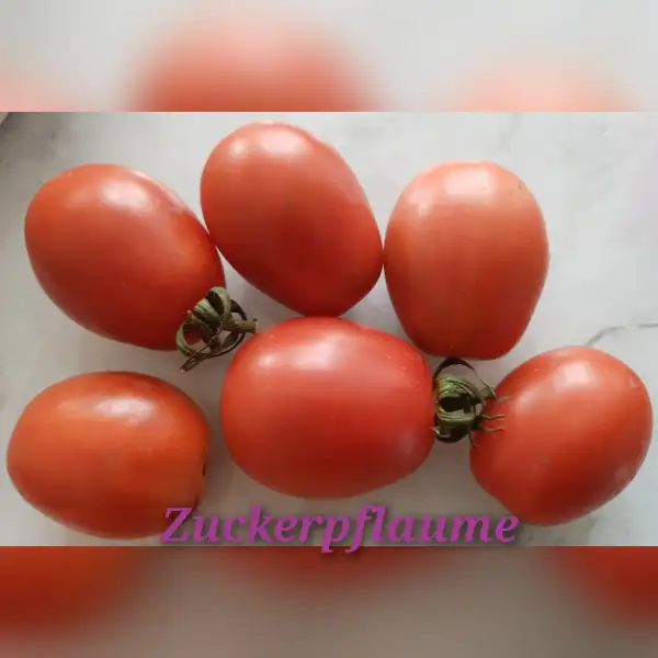 Tomaten: Zuckerpflaume,