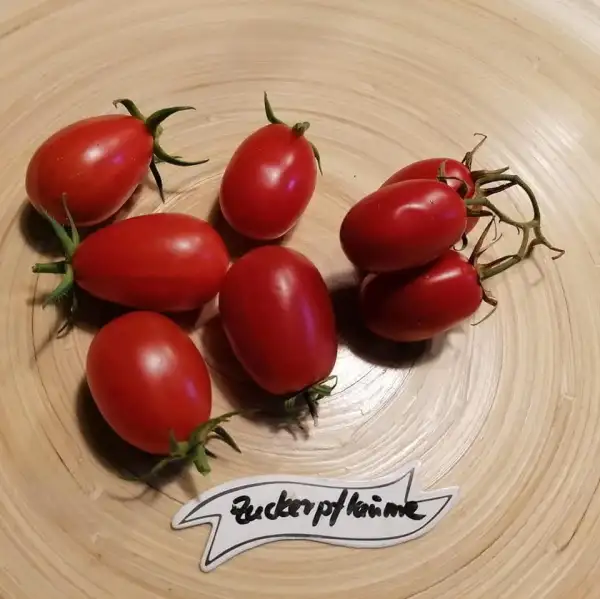 Tomaten: Zuckerpflaume
