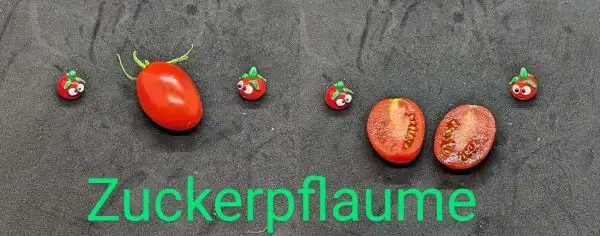 Tomaten: Zuckerpflaume