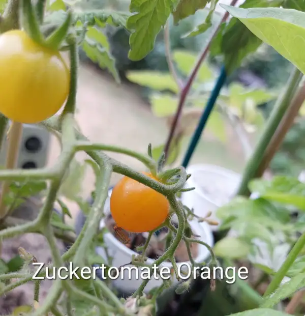 Tomaten: Zuckertomate Orange