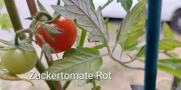 Tomaten: Zuckertomate Rot