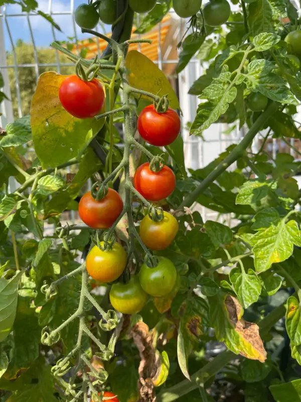 Tomaten: Zuckertraube