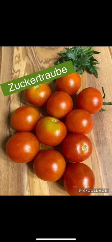 Tomaten: Zuckertraube