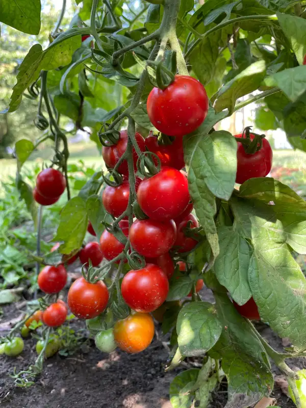 Tomaten: Zuckertraube