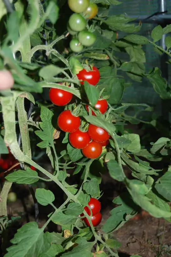 Tomaten: Zuckertraube