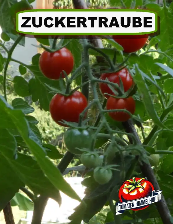 Tomaten: Zuckertraube