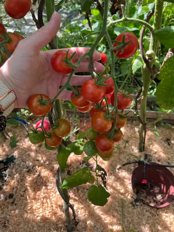 Tomaten: Zuckertraube