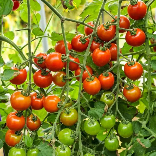 Tomaten: Zuckertraube