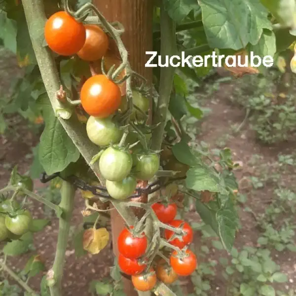 Tomaten: Zuckertraube (2022)