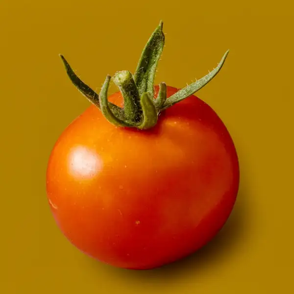 Tomaten: Zuckertraube