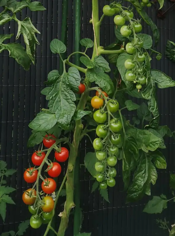 Tomaten: Zuckertraube