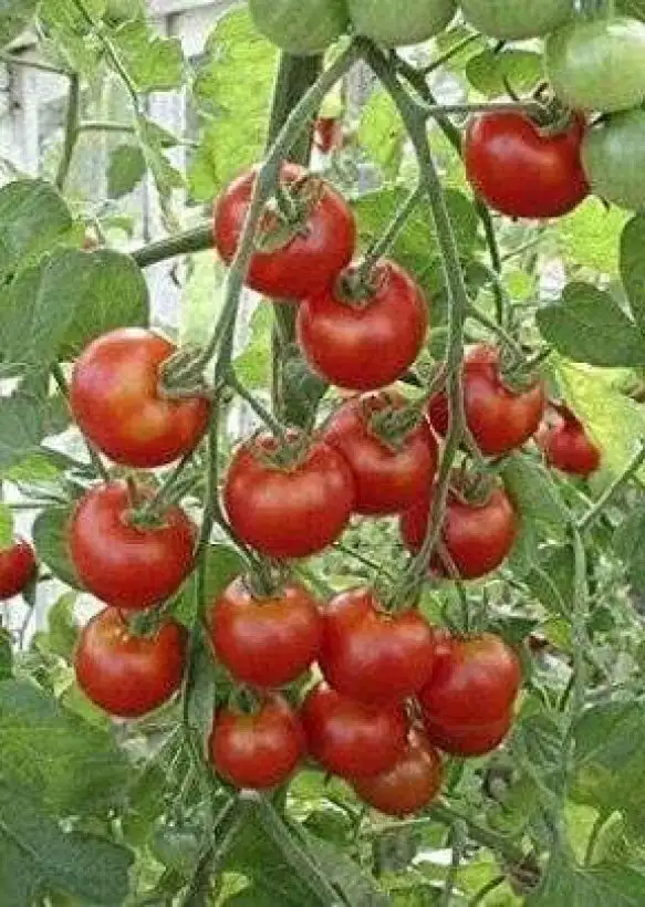 Tomaten: Zuckertraube