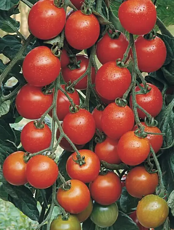 Tomaten: Zuckertraube