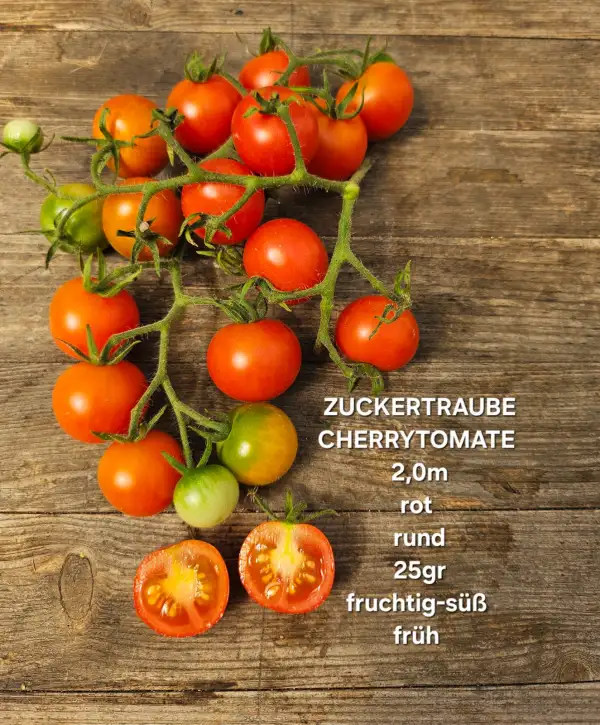 Tomaten: Zuckertraube