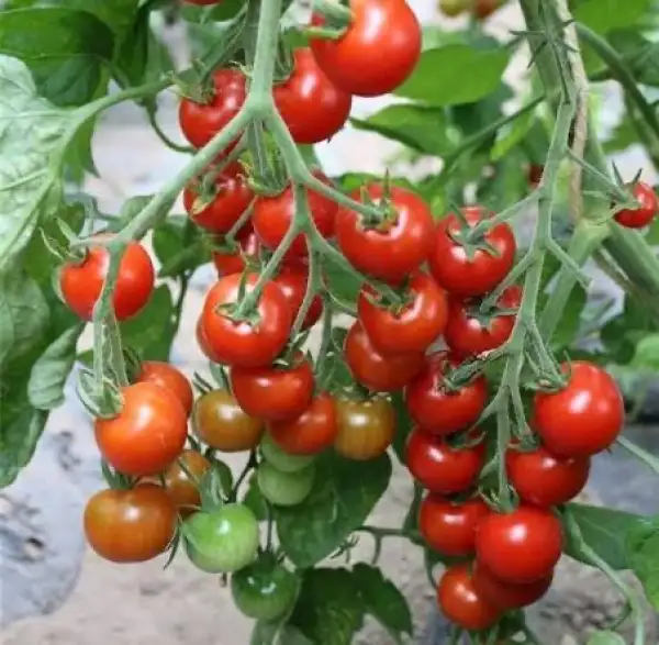 Tomaten: Zuckertraube