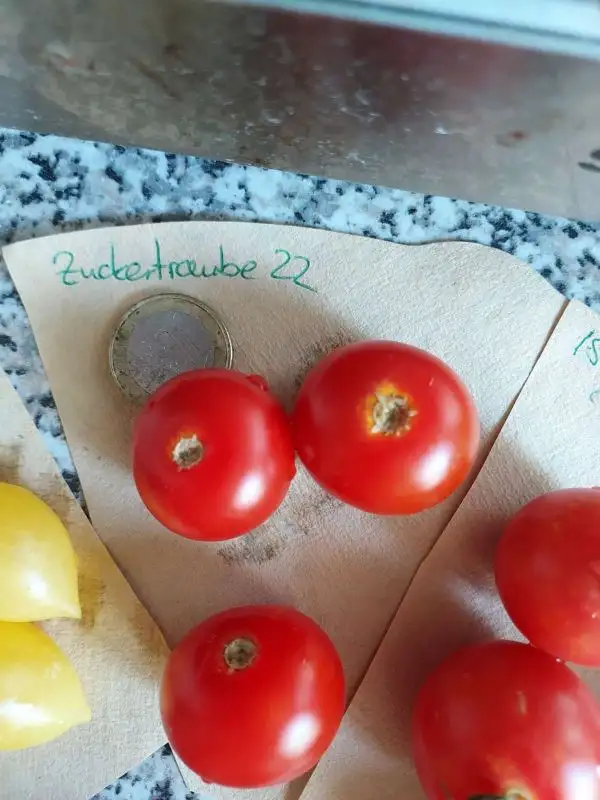 Tomaten: Zuckertraube