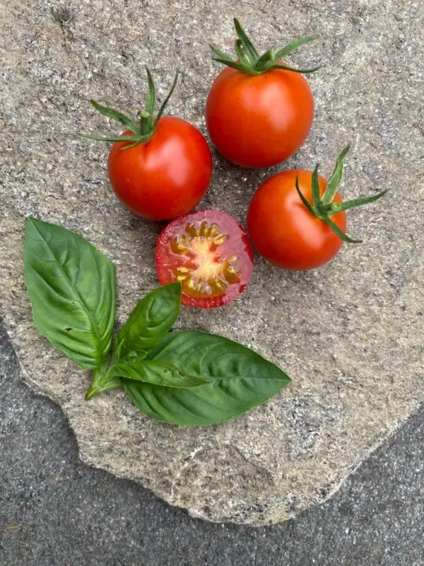 Tomaten: Zuckertraube