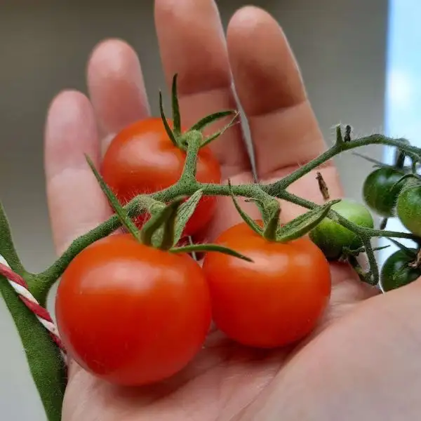 Tomaten: Zuckertraube