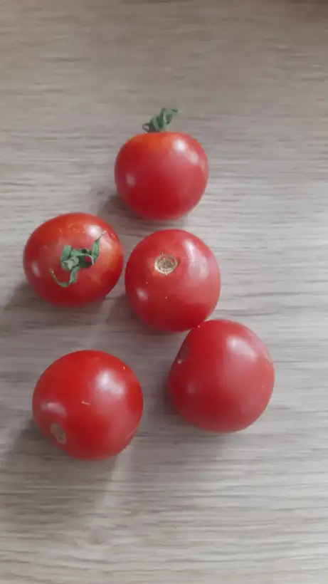 Tomaten: Zuckertraube