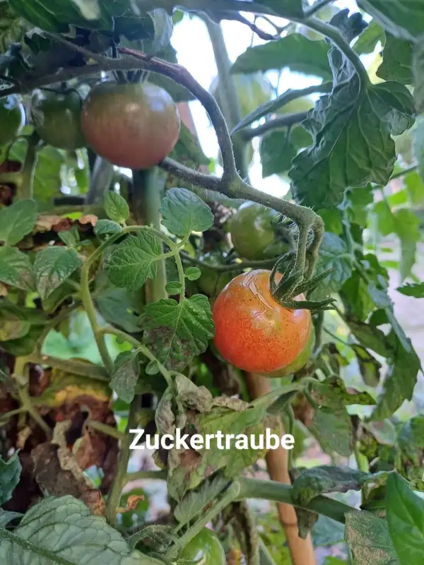 Tomaten: Zuckertraube