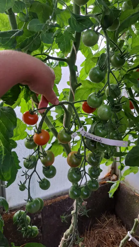 Tomaten: Zuckertraube