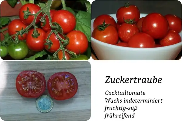 Tomaten: Zuckertraube