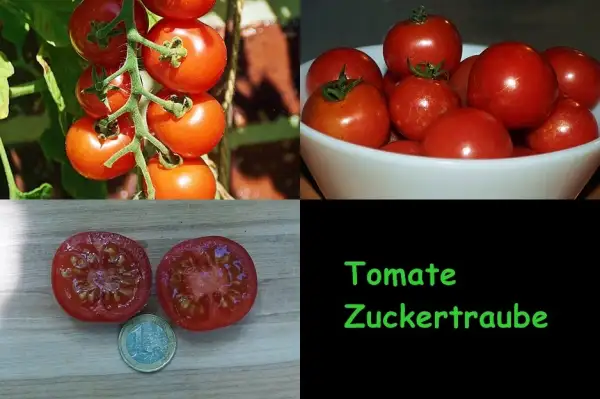 Tomaten: Zuckertraube