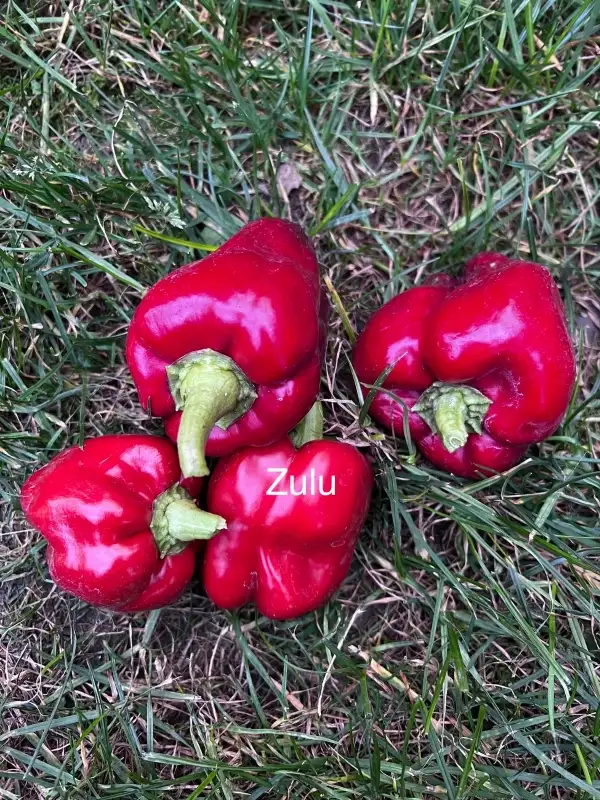 Chili / Paprika: Zulu