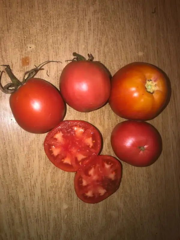 Tomaten: Zunami