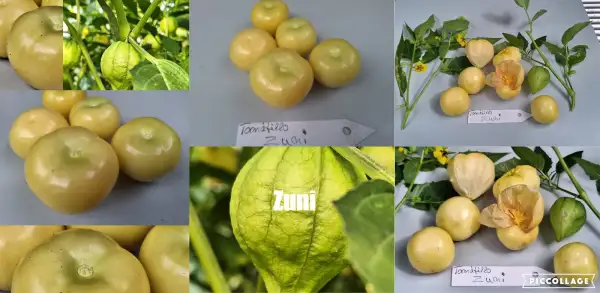 Physalis: Zuni - Tomatillo