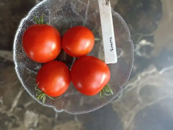 Tomaten: Zwerg