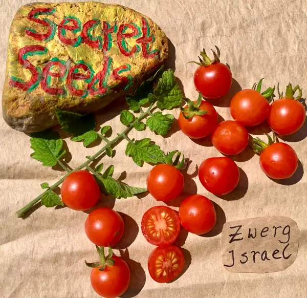 Tomaten: Zwerg Israel