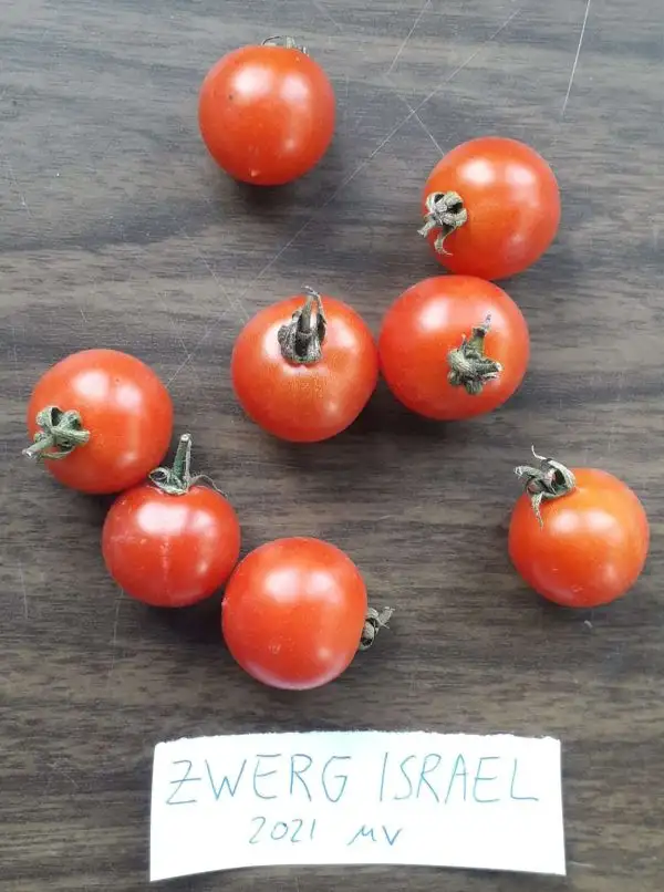 Tomaten: Zwerg Israel