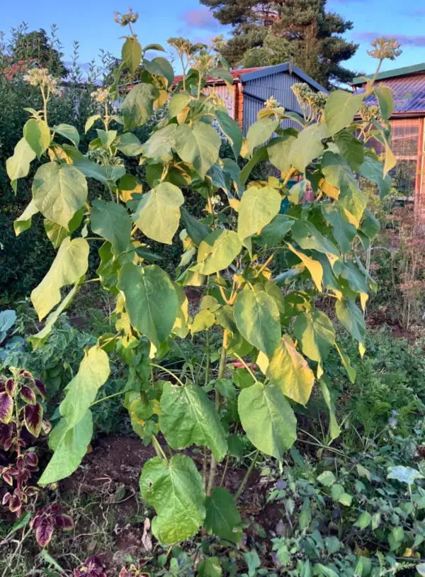 Obst: Zwerg-Tamarillo