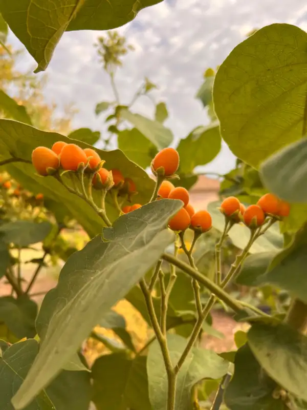 andere Gemüse: Zwerg Tamarillo