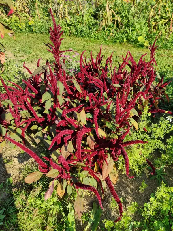 Blumen: Zwergamaranth