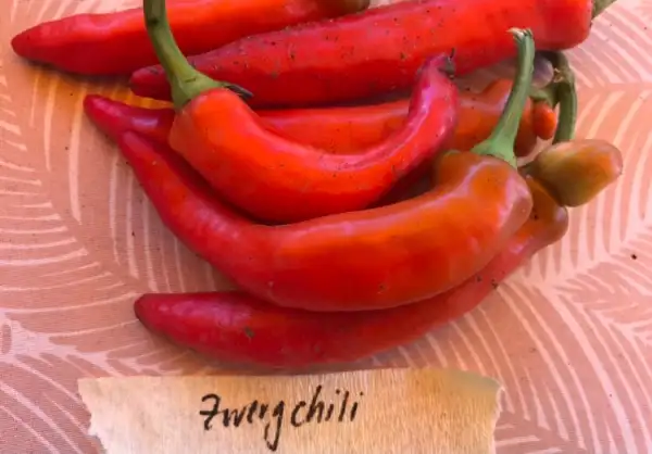 Chili / Paprika: Zwergchili