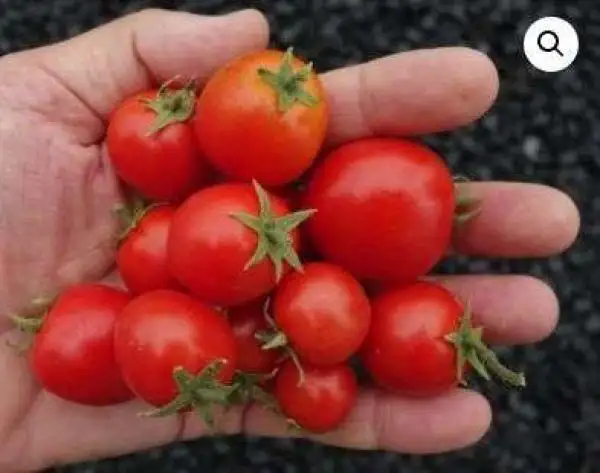 Tomaten: Zwergenwunder