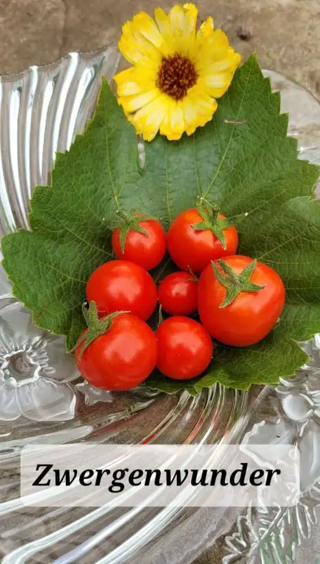 Tomaten: Zwergenwunder