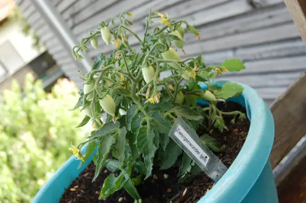 Tomaten: Zwergenwunder gelb