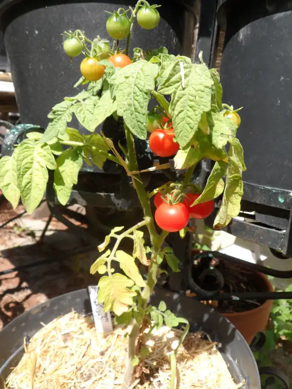 Tomaten: Zwergenwunder ( Kat# 2927 )