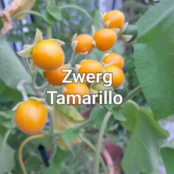 Beeren: Zwergtamarillo