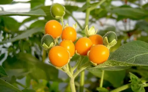 Obst: Zwergtamarillo gelb