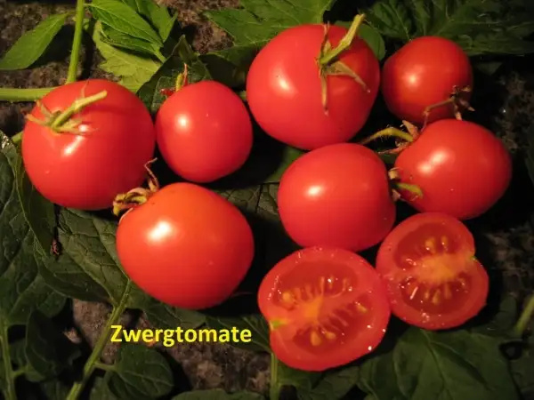 Tomaten: Zwergtomate