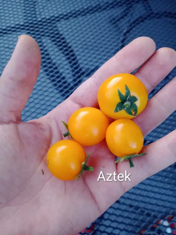 Tomaten: Zwergtomate Aztek