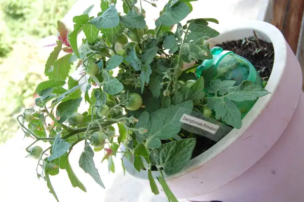 Tomaten: Zwergtomate Primabell